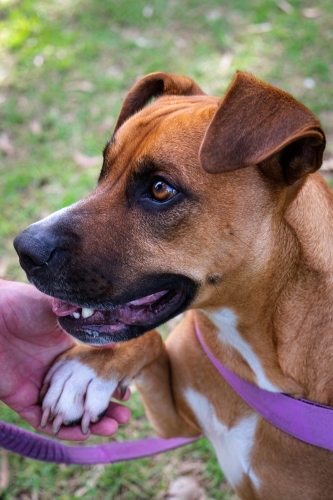 Large Crossbreed dog holding owner's hand - Australian Stock Image