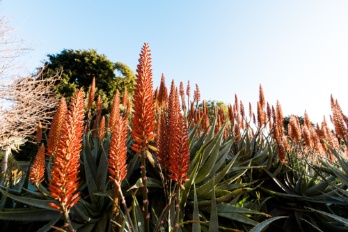 Large display of Red Hot Poker flower spikes in the Adelaide Botanic Gardens - Australian Stock Image