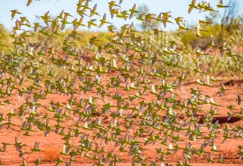 Large flock of wild green budgerigars in the red outback flying - Australian Stock Image