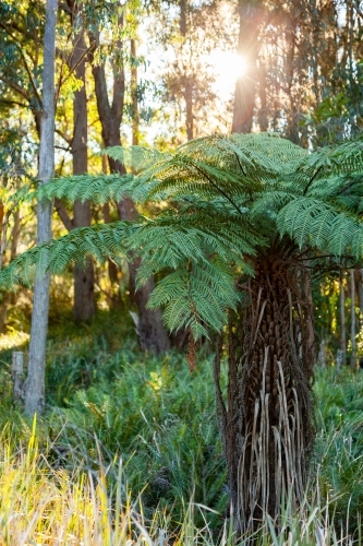 Large green tree fern in bushland with sunshine back lighting scene - Australian Stock Image