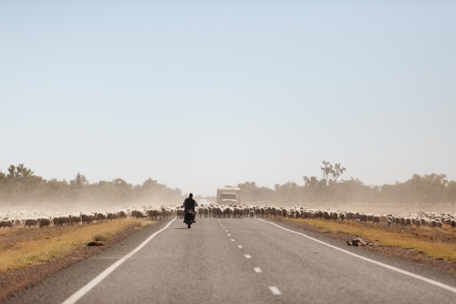 Large group of sheep walking up a highway - Australian Stock Image