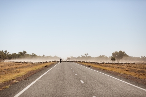 Large group of sheep walking up a highway - Australian Stock Image