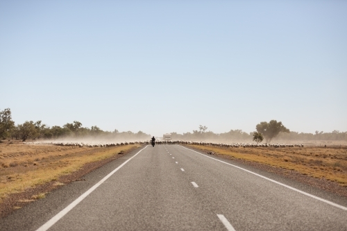 Large group of sheep walking up a highway - Australian Stock Image