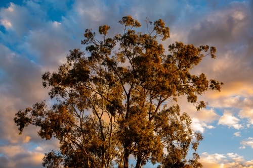 large gum tree and clouds in a blue sky in pretty afternoon golden light - Australian Stock Image