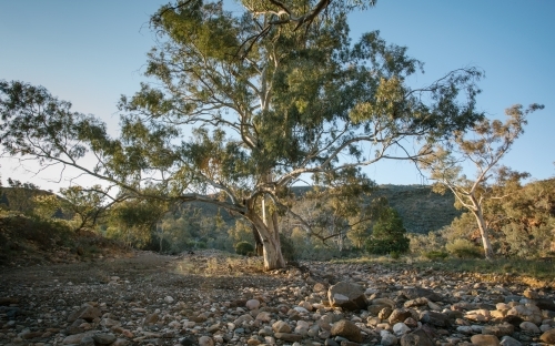 Large gum tree in a rocky bush landscape