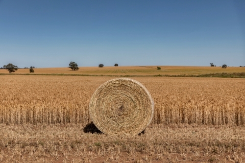 Large hay bale in front of field of wheat with blue sky & trees in distance - Australian Stock Image