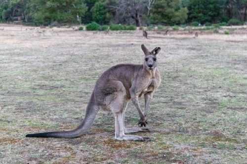 Large kangaroo in field - Australian Stock Image