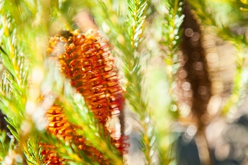 Large native banksia flower growing on bush - Australian Stock Image