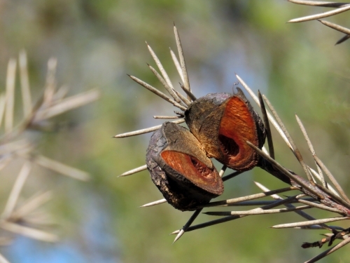 Large, open Hakea seed pod - Australian Stock Image