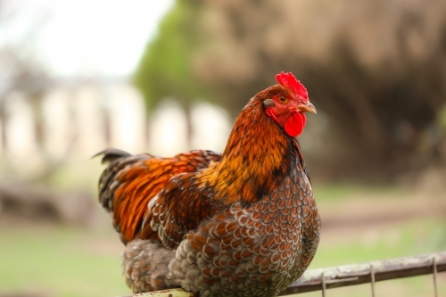 Large red rooster sitting on fence in country property - Australian Stock Image