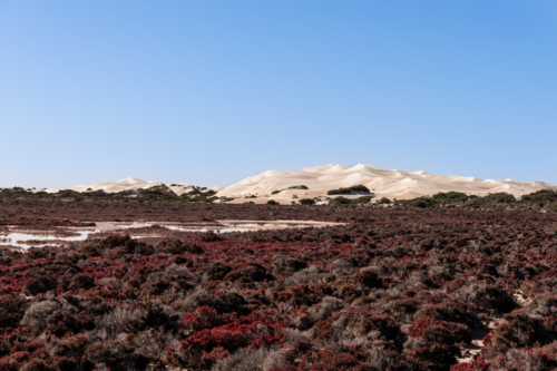 Large sand dune and salt flats, Cactus Beach, South Australia - Australian Stock Image