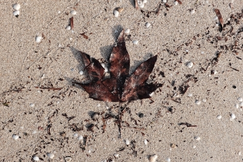 Large single leaf washed up on the sand - Australian Stock Image