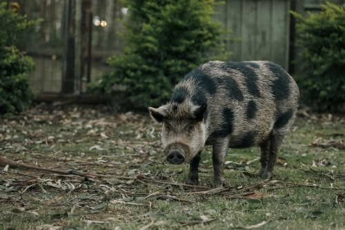 Large spotted tame pet pig in Australian garden - Australian Stock Image