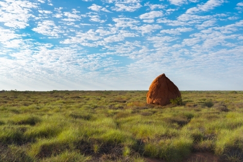 Large Termite Mound on Flat Horizon With Blue Cloudy Sky - Australian Stock Image