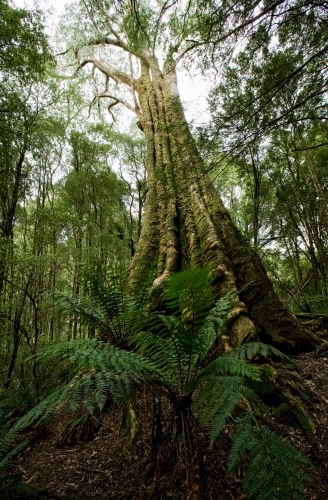 Large tree and ferns in temperate rainforest - Australian Stock Image