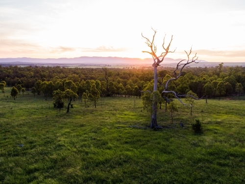 Last light of sunset and dusk in sky over dead tree in green farm paddock landscape - Australian Stock Image