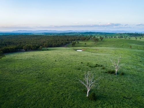 Last light of sunset and dusk in sky over dead tree in green farm paddock landscape - Australian Stock Image