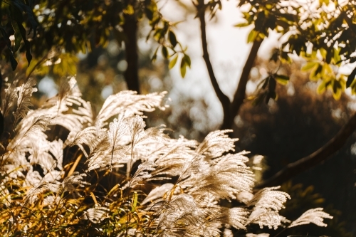 Late afternoon light through grass seed heads - Australian Stock Image