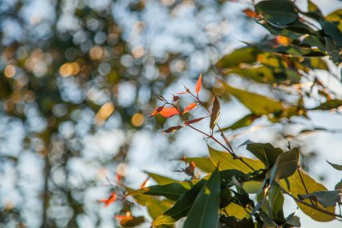 Late afternoon sunlight shining through new gum tree leaves - Australian Stock Image