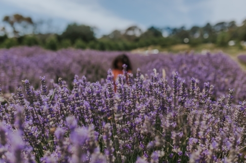 lavenders with a little girl - Australian Stock Image