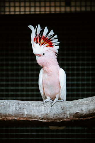 Leadbeater's cockatoo perched on a branch of a tree in an enclosure - Australian Stock Image