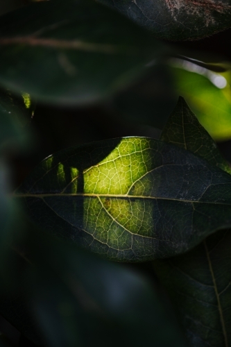 Leaf close up - Australian Stock Image