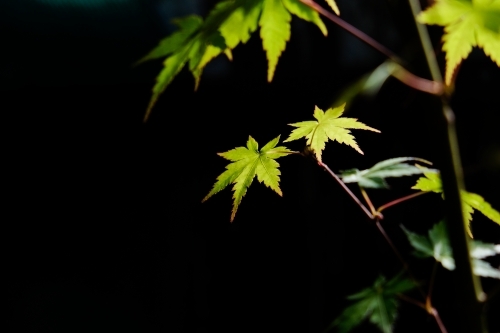 Leaves of a Japanese maple tree in bright sunlight - Australian Stock Image