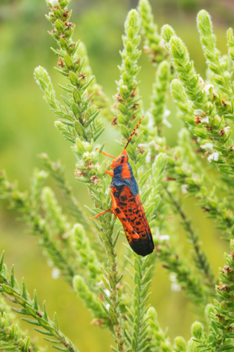 Leichhardt Grasshopper, insect endemic to Kakadu and Arnhem Land - Australian Stock Image