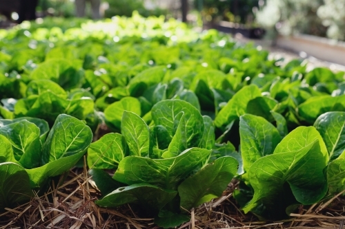 Lettuce growing in organic farm - Australian Stock Image