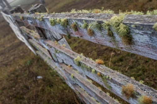 Lichen covered fence