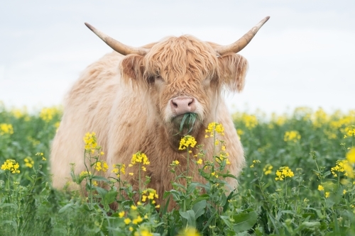 Light brown highland cow eating in big pasture with yellow flowers - Australian Stock Image