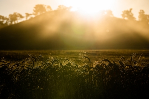 Light flares over hill and ripe wheat crop - Australian Stock Image