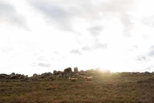 Light flares over rocky hill and two sheep - Australian Stock Image