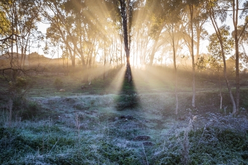 Light rays beam through gum trees on a foggy winters morning