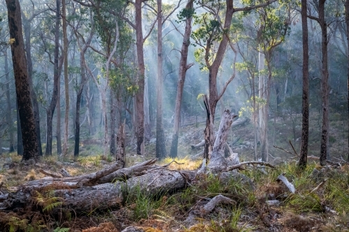 Light shines through the smoke in the Australian bush.