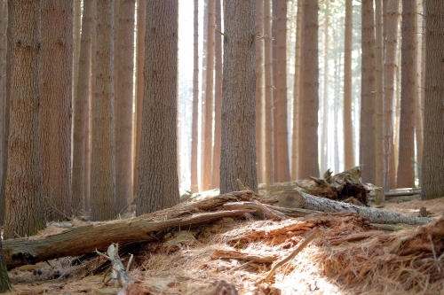 Light shining through a sugar pine forest