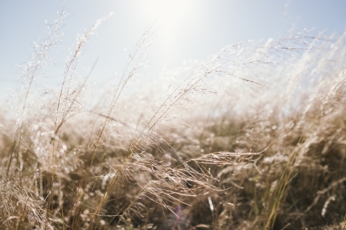 Light shining through Summer grass - Australian Stock Image