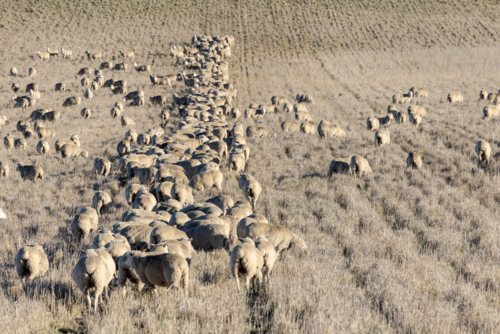 Line of ewes eating a trail of grain (supplementary feed) - Australian Stock Image