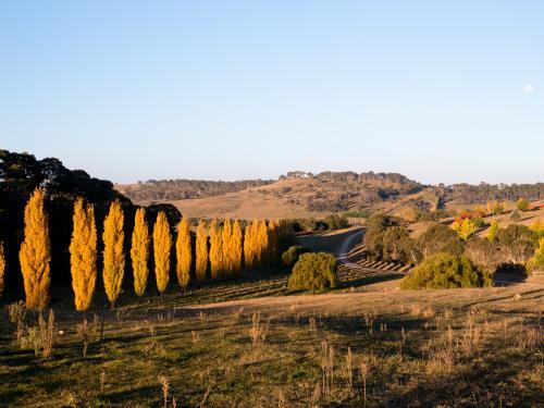 Line of golden poplar trees Armidale NSW - Australian Stock Image