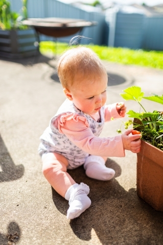 Little aussie girl outside in sunlight picking ripe strawberry from pot garden - Australian Stock Image