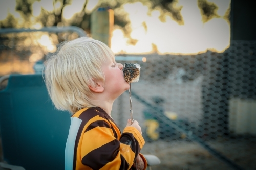 Little boy eating giant cooked marshmallow by campfire - Australian Stock Image
