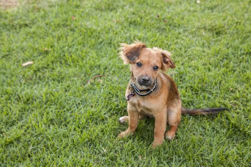 Little brown dog with a collar sitting on the lawn - Australian Stock Image