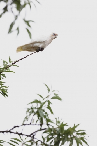 Little Corella cockatoo bird perched on a branch - Australian Stock Image