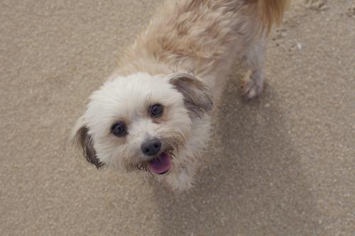 little fluffy dog standing on the sand at the beach - Australian Stock Image