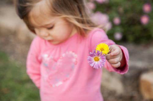 Little girl holding two chrysanthemum flowers - Australian Stock Image