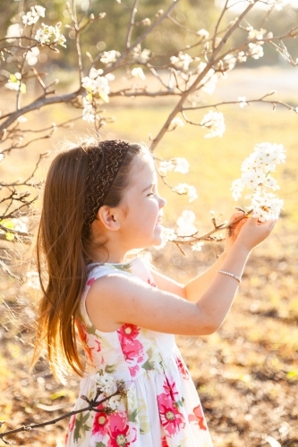 Little girl laughing in garden with spring blossoms - Australian Stock Image