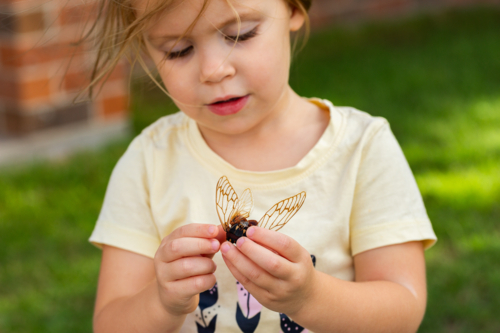 Little girl out in nature holding dried out wings of cicada insect bug - Australian Stock Image