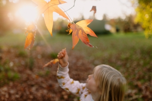 Little girl picking up oak leaves from an oak tree in autumn - Australian Stock Image