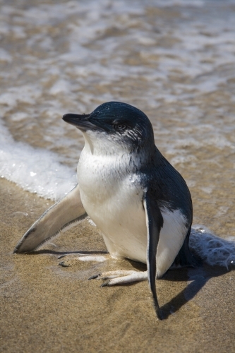 Little Penguin standing on sand with wings outstretched - Australian Stock Image