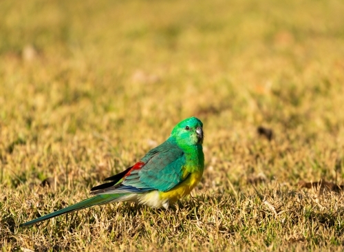 Little Red-rumped grass parrot grazing in golden afternoon light - Australian Stock Image